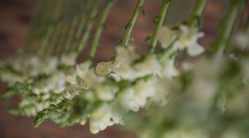 Bodas - NOI Decoraciones