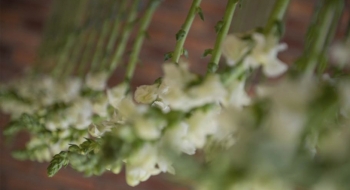 Bodas - NOI Decoraciones